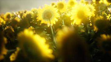 Sonnenblumen blühen im Spätsommer video