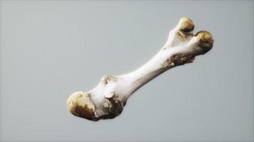 The leg bone of an big animal video