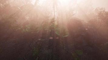 incrível vista da floresta verde tropical com reflexo do sol de manhã. video