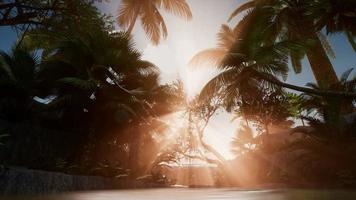 Sunset Beams through Palm Trees video