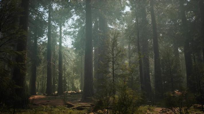 sunset-on-the-giant-forest-sequoia-national-park-california-video.jpg