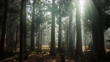 sequoia nationalpark under dimma dimma moln video