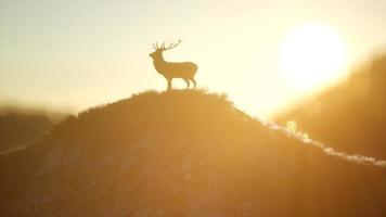 macho de ciervo en el bosque al atardecer video