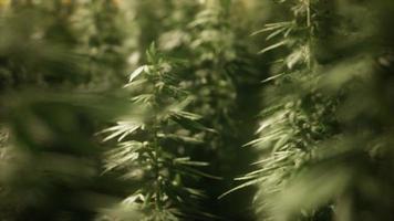 matorrales de planta de marihuana en el campo