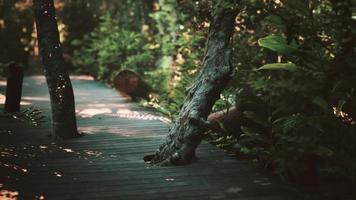 houten weg die door het dichte bos in nationaal park leidt video