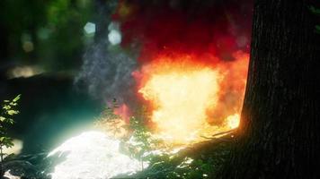 Wind blowing on a flaming trees during a forest fire video