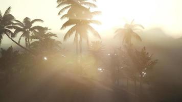 coco palmbomen tropisch landschap video