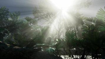 rayos de sol a través de palmeras video