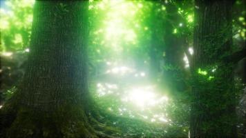 raggi di sole che brillano attraverso la foresta naturale di faggi video