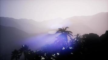 Sunset Beams through Palm Trees video