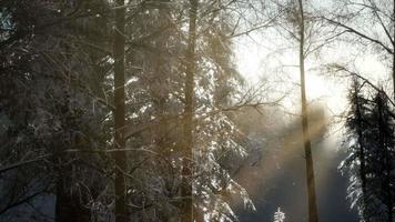 splendide scène de noël dans la forêt de montagne. lever de soleil d'hiver coloré