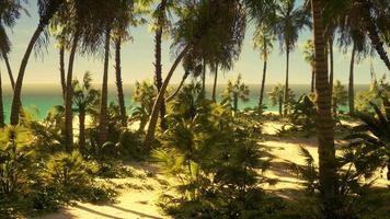 tropisch strand met wit zand turquoise water en palmbomen video