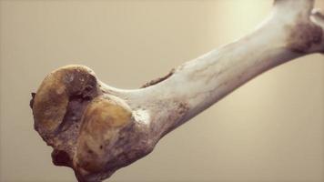 The leg bone of an big animal video