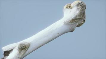l'os de la jambe d'un gros animal video