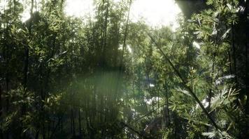 Lush green leaves of bamboo near the shore of a pond with stones. video