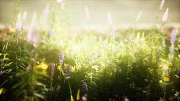 wilde bloemen in het veld video