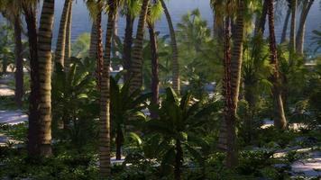 paradiesische landschaft mit tropischem strand mit ruhigen meereswellen und palmen video