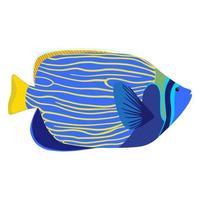 Emperor angelfish cartoon isolated illustration. Pomacanthus imperator vector