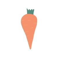 Hand drawn carrot isolated on white background. Vegetarian healthy food. vector