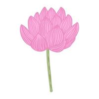 Pink Lotus flower isolated on white background. Abstract sketch botanical blossom in doodle style. vector