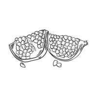 Part pomegranate hand drawn sketch vector