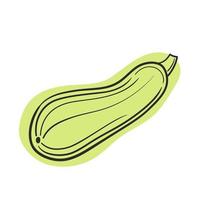 Vector squash, vegetable marrow line and abstract spot on white isolated background.