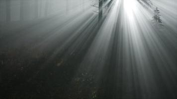 nebbiosa mattina di primavera nella foresta di pini video