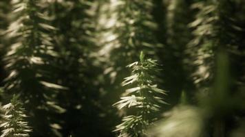 bosquets de plantes de marijuana sur le terrain video