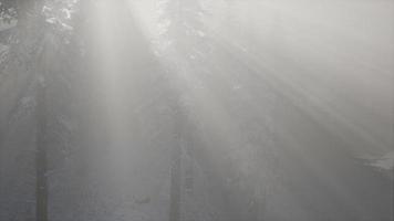 niebla brumosa en el bosque de pinos en las laderas de las montañas video