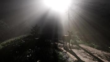 Great Red Deer in a Green Forest video