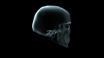 3D medical animation of a skull rotating - Loop video