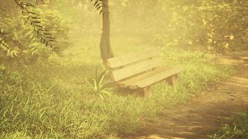 Bench in the summer park with old trees and footpath photo