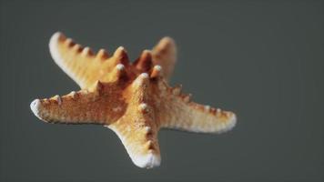 dead dry yellow starfish souvenir photo