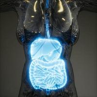 3d illustration of human digestive system parts and functions photo