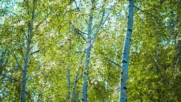 white birch trees in the forest in summer photo