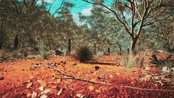 australian bush with trees on red sand photo