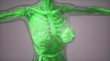 modelo que muestra la anatomía de la ilustración del cuerpo humano video
