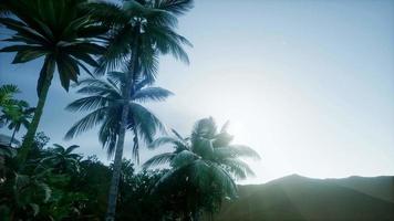 rayons du coucher du soleil à travers les palmiers video