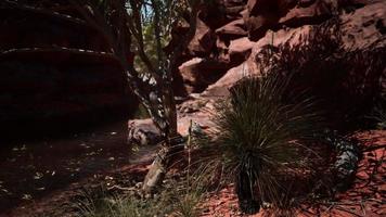 Colorado river with red stones and trees photo