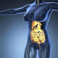 science anatomy of human body in x-ray with glow digestive system photo