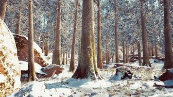 winter calm forest at sunny day photo