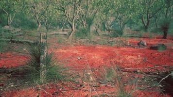 cercas de límites de fincas rurales en malas condiciones y pasto seco muerto hace mucho tiempo foto