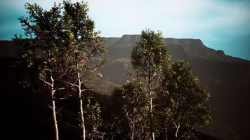 big pine trees growing from rocky outcropping in the mountains photo