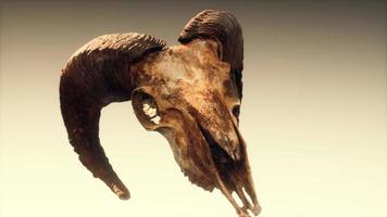 large old ram skull rotate photo