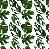 Isolated tropical seamless pattern with green monstera leafs. White background with simple botanic ornament. vector