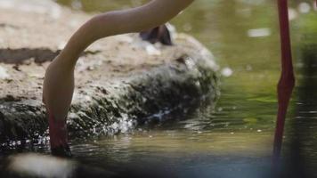 un bellissimo fenicottero che cerca cibo nell'acqua e si pulisce le piume al rallentatore video