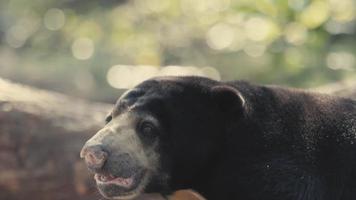 close-up do rosto de urso em câmera lenta video