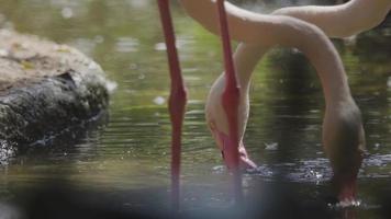 um lindo flamingo procurando na água por comida e limpando suas penas em câmera lenta