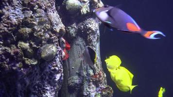 vista subacquea di coloratissimi pesci esotici in un acquario in 4k video