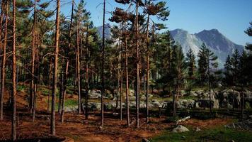 profundos bosques escandinavos en una tarde de verano video